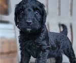 Puppy Puppy 8 Bernedoodle