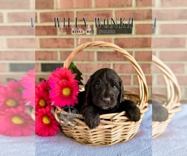 Medium Photo #11 Labradoodle Puppy For Sale in ELIZABETH CITY, NC, USA