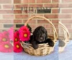 Small Photo #11 Labradoodle Puppy For Sale in ELIZABETH CITY, NC, USA