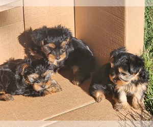 Yorkshire Terrier Puppy for sale in ASHEVILLE, NC, USA