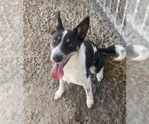 Mutt Dogs for adoption in Riverside, CA, USA