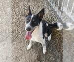 SADIE - Female Mutt Dog for Adoption - Small photo
