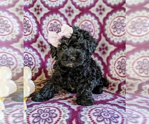 Maltipoo-Poodle (Miniature) Mix Puppy for sale in LINCOLN UNIV, PA, USA