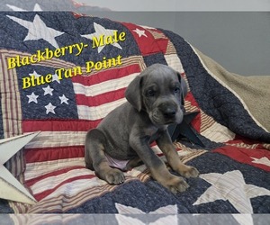 Medium Great Dane