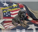 Puppy Blackberry Great Dane