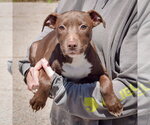 Small #3 American Staffordshire Terrier-Chocolate Labrador retriever Mix