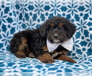 Bluetick Coonhound-Bordoodle Mix Puppy for sale in LAKELAND, FL, USA