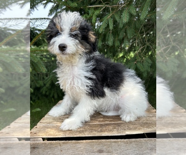 Medium Photo #1 Bernedoodle (Miniature) Puppy For Sale in MIDDLEBURY, IN, USA