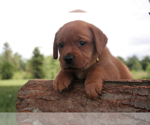 Labrador Retriever Puppy for sale in GREENVILLE, IN, USA