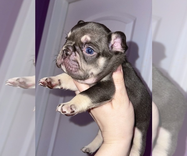 Full screen Photo #6 French Bulldog Puppy For Sale in NEWNAN, GA, USA