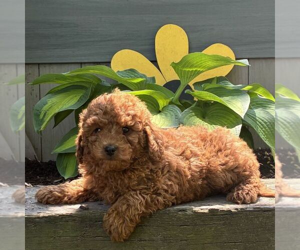 Medium Photo #1 Cavapoo (Miniature) Puppy For Sale in PARADISE, PA, USA