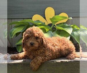 Cavapoo (Miniature) Puppy for sale in PARADISE, PA, USA
