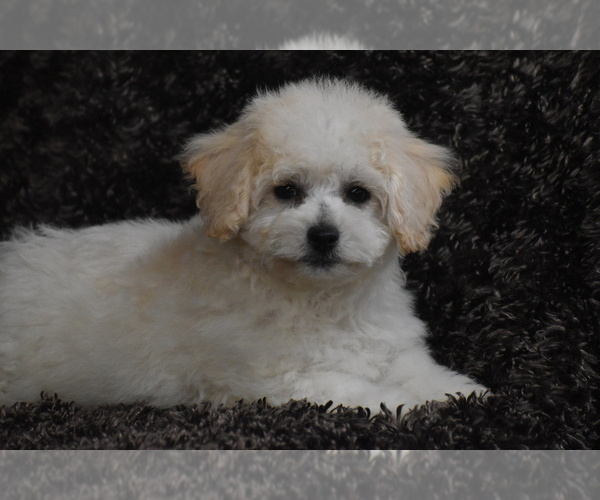 Medium Photo #2 Bichpoo Puppy For Sale in ELDORADO, OH, USA