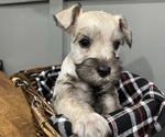 Small Photo #7 Schnauzer (Miniature) Puppy For Sale in FAIRFIELD, CA, USA