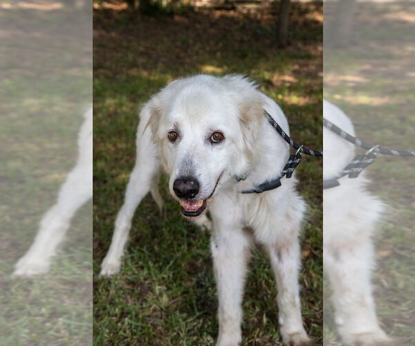 Medium Photo #2 Great Pyrenees Puppy For Sale in Spring, TX, USA