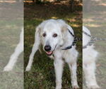 Small #1 Great Pyrenees