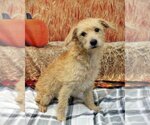 Small Photo #2 Mutt Puppy For Sale in Boonton, NJ, USA