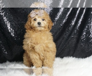 Poodle (Miniature) Puppy for sale in WARSAW, IN, USA