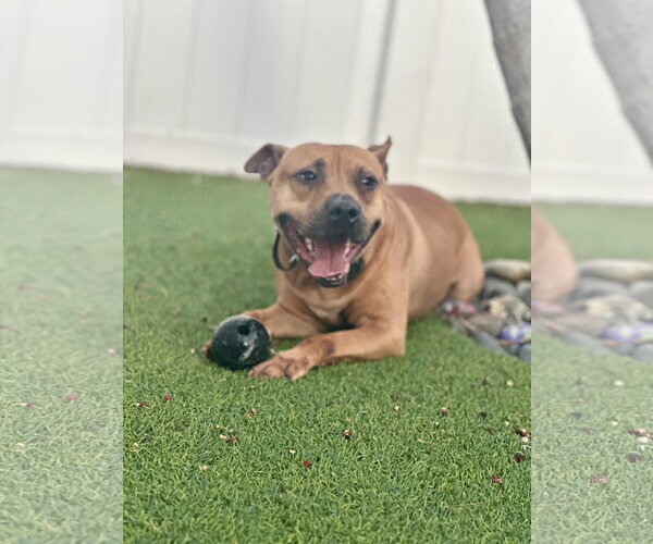 Medium Photo #9 Mutt Puppy For Sale in Pompano Beach , FL, USA