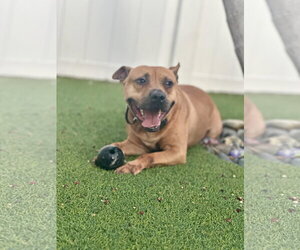 Audie - Male Mutt Dog for Adoption - Photo #9