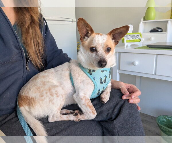Medium Photo #6 Chihuahua-Unknown Mix Puppy For Sale in Arcadia, FL, USA