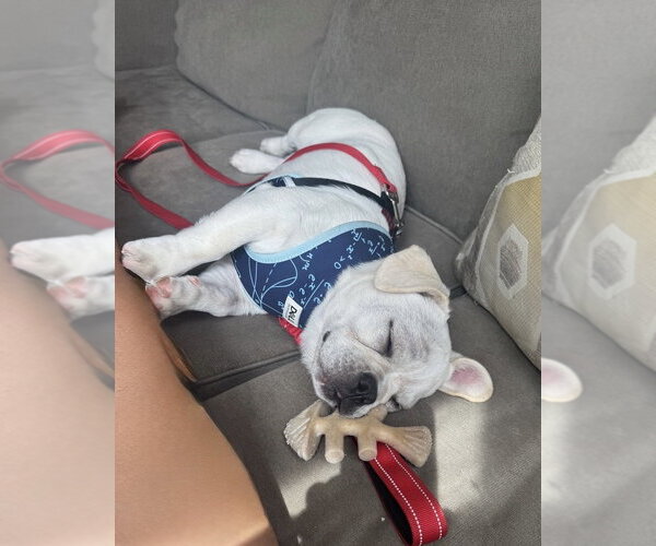 Medium Photo #4 Frenchie Pug Puppy For Sale in St. Louis Park, MN, USA