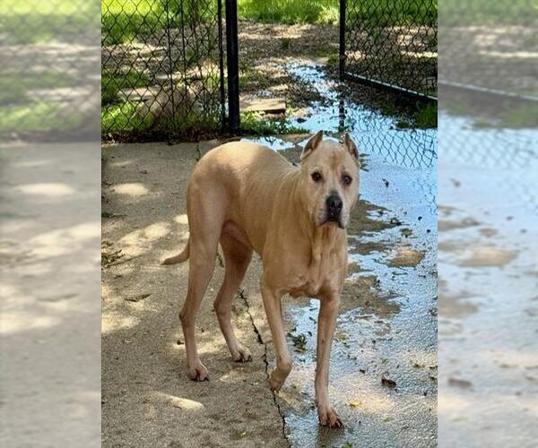 Medium Photo #2 American Pit Bull Terrier Puppy For Sale in Aurora, IL, USA