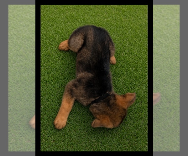 Medium Photo #3 German Shepherd Dog Puppy For Sale in NAPLES, FL, USA