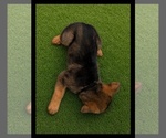 Small #2 German Shepherd Dog