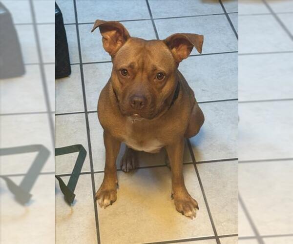 Medium Photo #7 American Pit Bull Terrier Puppy For Sale in Derwood, MD, USA