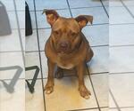 Small #6 American Pit Bull Terrier
