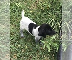 Small Photo #1 German Shorthaired Pointer-German Wirehaired Pointer Mix Puppy For Sale in NAPPANEE, IN, USA