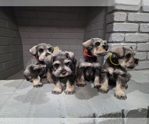 Schnauzer (Miniature) Litter for sale in GILROY, CA, USA