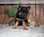 Small Photo #18 German Shepherd Dog Puppy For Sale in MANTON, MI, USA