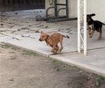 Small #7 Labrador Retriever-Rhodesian Ridgeback Mix
