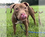 Small #2 American Pit Bull Terrier-Labrador Retriever Mix
