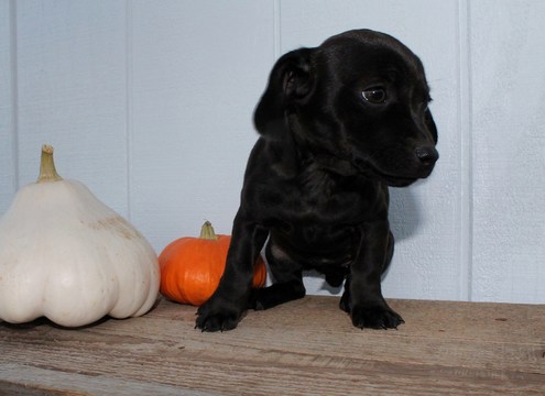 Medium Photo #5 Chilier-Chipin Mix Puppy For Sale in MOUNT VERNON, OR, USA