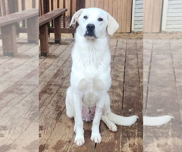 Medium Photo #4 Labrador Retriever-Unknown Mix Puppy For Sale in Wetumpka, AL, USA
