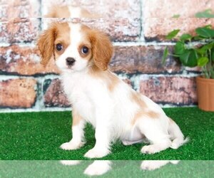 Cavalier King Charles Spaniel Puppy for sale in BEL AIR, MD, USA
