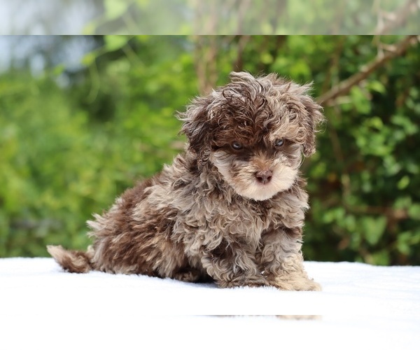 Medium Photo #6 ShihPoo Puppy For Sale in DYERSBURG, TN, USA