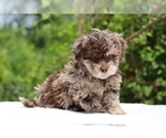 Small #5 ShihPoo