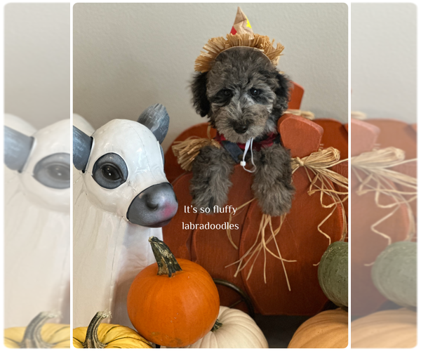Medium Photo #4 Miniature Labradoodle Puppy For Sale in GROVELAND, FL, USA