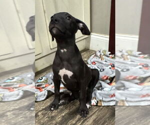 Medium Bulldog Mix