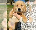 Small Photo #19 Golden Retriever Puppy For Sale in SALISBURY, NC, USA