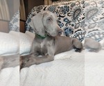 Small Photo #4 Weimaraner Puppy For Sale in ELKTON, KY, USA