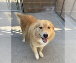 Small #1 Chow Chow Mix