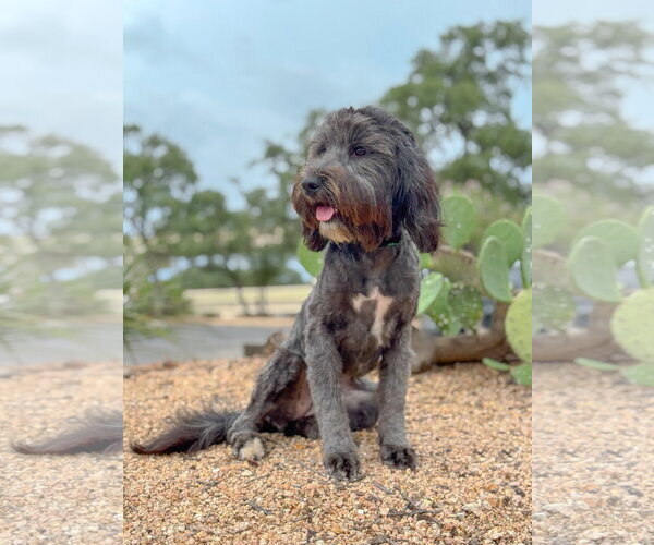 Medium Photo #2 Mutt Puppy For Sale in PIPE CREEK, TX, USA