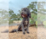 Small #1 Mutt