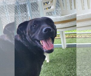 Labrador Retriever-Unknown Mix Dogs for adoption in Godfrey, IL, USA