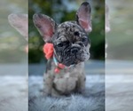 Small Photo #6 French Bulldog Puppy For Sale in PICKERINGTON, OH, USA